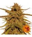 Pineapple Haze  10 u. reg. Barney's