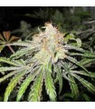 Deep Neville 10 u. reg. Medical Seeds