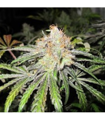 Deep Neville 20 u. reg. Medical Seeds