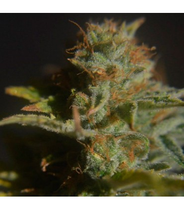 Divine  5 u. reg. CBD Crew Seeds