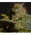 Divine  5 u. reg. CBD Crew Seeds