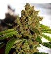 PH  5 u. reg. CBD Crew Seeds