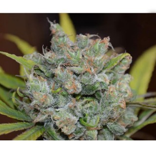 Sweet N Sour  Widow  5 u. reg. CBD Crew Seeds