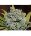 Sweet N Sour  Widow  5 u. reg. CBD Crew Seeds