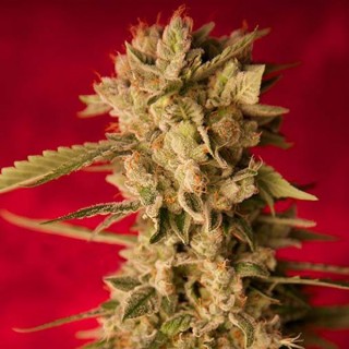 Bass Line reg  ReggaeSeeds