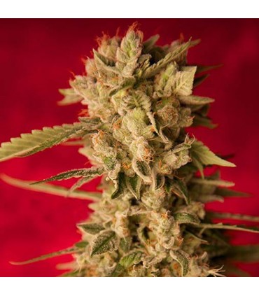 Bass Line reg  ReggaeSeeds