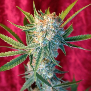 Dancehall reg.  7 uds. Reggae Seeds