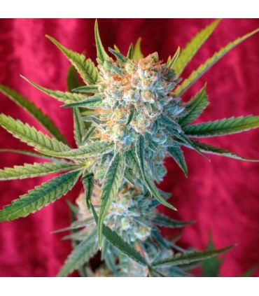 Dancehall reg.  7 uds. Reggae Seeds