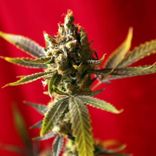 Dub reg. 15 uds.  Reggae Seeds