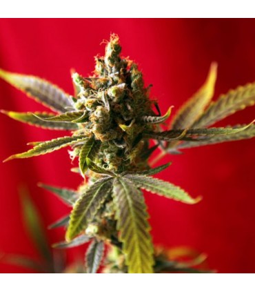 Dub reg.  7 uds. Reggae Seeds