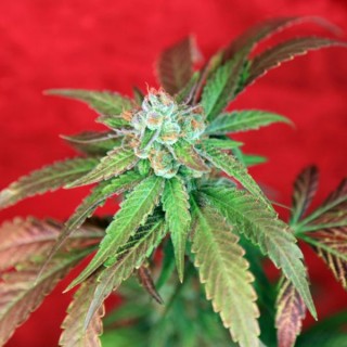 Guayaka reg.  7 uds. Reggae Seeds