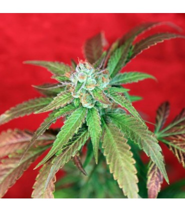 Guayaka reg.  7 uds. Reggae Seeds