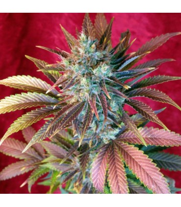Kalijah reg. 15 uds.  Reggae Seeds