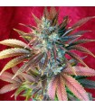 Kalijah reg. 15 uds.  Reggae Seeds