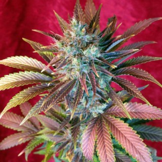 Kalijah reg.  7 uds. Reggae Seeds