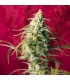 Respect reg. 7 uds. Reggae Seeds