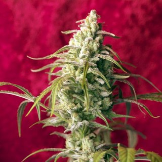 Respect reg.  7 uds. Reggae Seeds