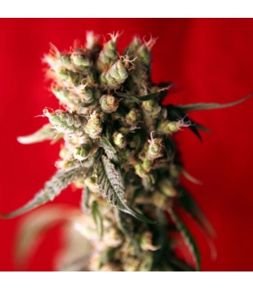 +Roots reg. 15 uds.  Reggae Seeds