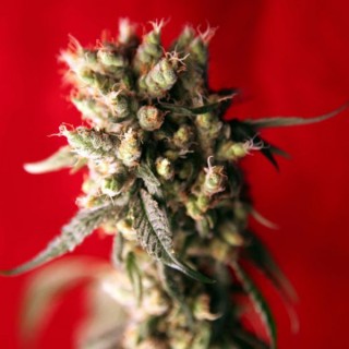 Roots reg.  7 uds. Reggae Seeds