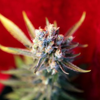 Revolution reg. 15 uds.  Reggae Seeds