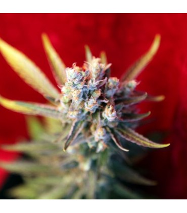 Revolution reg.  7 uds. Reggae Seeds