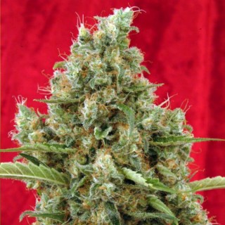 Session reg. 15 uds.  Reggae Seeds