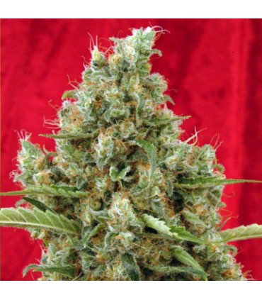 Session reg. 15 uds.  Reggae Seeds