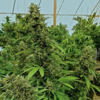 Chemdawg  Reg. Humboldt (SOLO BAJO PEDIDO)