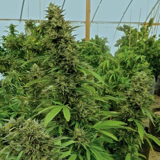 Chemdawg  Reg. Humboldt (SOLO BAJO PEDIDO)