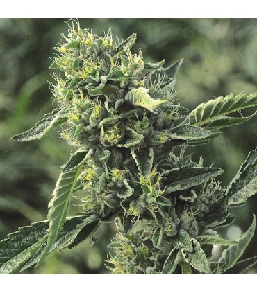 OG kush  Reg. Humboldt (SOLO BAJO PEDIDO)