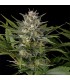 Pineapple Skunk  Reg. Humboldt (SOLO BAJO PEDIDO)