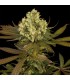 Sour Blueberry  Reg. Humboldt (SOLO BAJO PEDIDO)