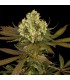 Sour Blueberry  Reg. Humboldt (SOLO BAJO PEDIDO)