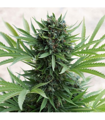 Sour Diesel N2  Reg. Humboldt (SOLO BAJO PEDIDO)