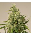 Trainwreck 3 u. Reg. Humboldt