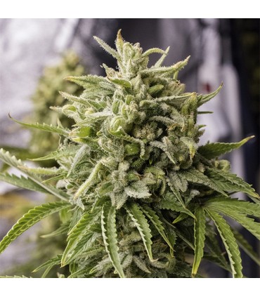 Bubba Kush 5 u. reg. Humboldt (SOLO BAJO PEDIDO)