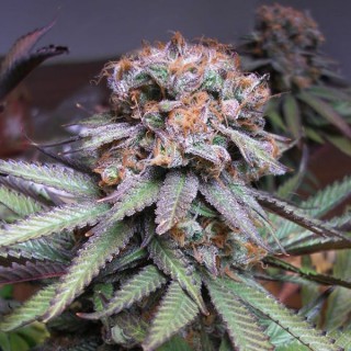 Querkle  10 u. reg. TGA-SUBCOOL