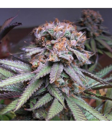 Querkle  10 u. reg. TGA-SUBCOOL