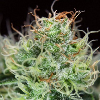 Agent Orange  10 u. reg. TGA-SUBCOOL