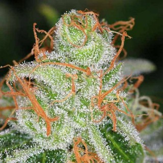 Vortex  10 u. reg. TGA-SUBCOOL