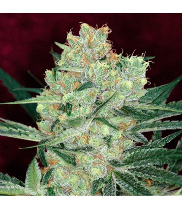 Cheese Quake  10 u. reg. TGA-SUBCOOL