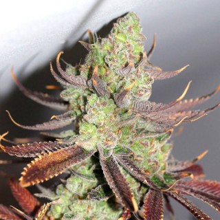 Conspiracy Kush  10 u. reg. TGA-SUBCOOL