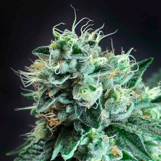 Jesus OG  10 u. reg. TGA-SUBCOOL