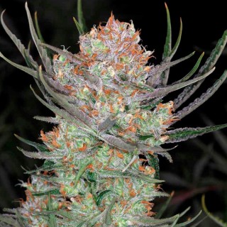 Brian Berry Cough  10 u. reg. TGA-SUBCOOL