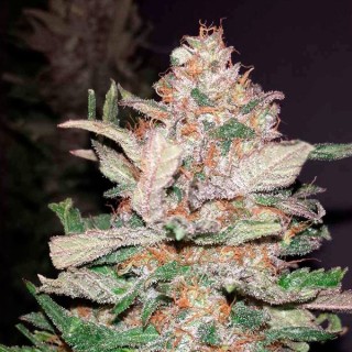 Hurkle  10 u. reg. TGA-SUBCOOL