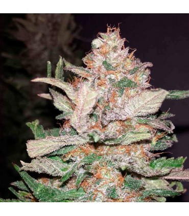 Hurkle  10 u. reg. TGA-SUBCOOL