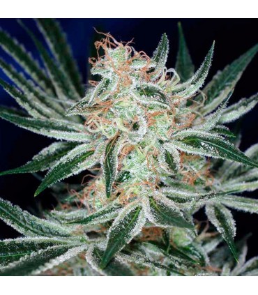 Jack The Ripper 5 u. reg. TGA-SUBCOOL