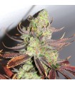 Conspiracy Kush 5 u. reg. TGA-SUBCOOL