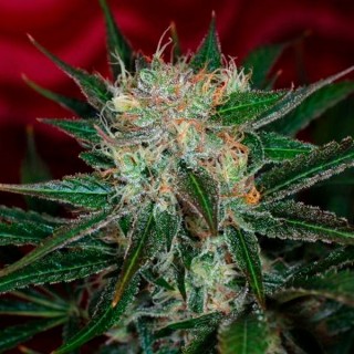 Agent Orange 5 u. reg. TGA-SUBCOOL