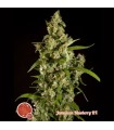 Jamaican Blueberry BX 5 u reg. Philosopher